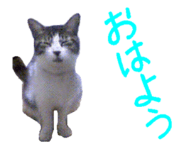 This stickers various collective pack. sticker #14136199