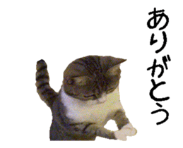 This stickers various collective pack. sticker #14136202