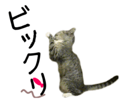 This stickers various collective pack. sticker #14136211