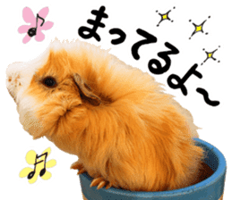mop of guinea pig sticker #14137429
