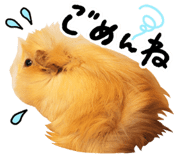 mop of guinea pig sticker #14137431
