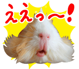 mop of guinea pig sticker #14137432