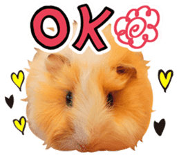 mop of guinea pig sticker #14137434