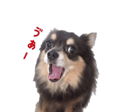 Chubby, the chihuahua & Friends sticker #14138214