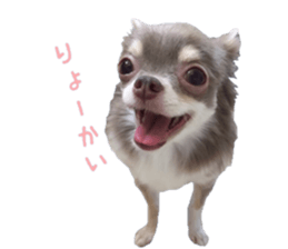 Chubby, the chihuahua & Friends sticker #14138215