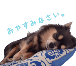 Chubby, the chihuahua & Friends sticker #14138216