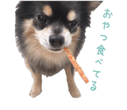 Chubby, the chihuahua & Friends sticker #14138221