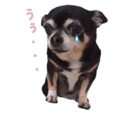 Chubby, the chihuahua & Friends sticker #14138222