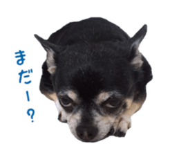 Chubby, the chihuahua & Friends sticker #14138224