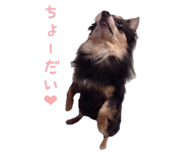 Chubby, the chihuahua & Friends sticker #14138226