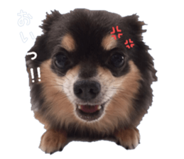Chubby, the chihuahua & Friends sticker #14138228