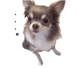 Chubby, the chihuahua & Friends sticker #14138229