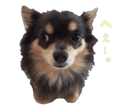Chubby, the chihuahua & Friends sticker #14138230
