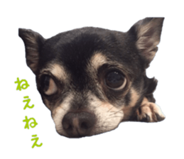 Chubby, the chihuahua & Friends sticker #14138231