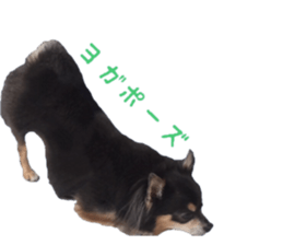 Chubby, the chihuahua & Friends sticker #14138235