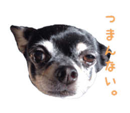 Chubby, the chihuahua & Friends sticker #14138237
