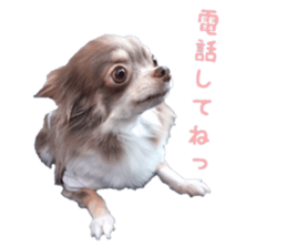 Chubby, the chihuahua & Friends sticker #14138238