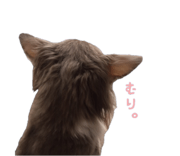 Chubby, the chihuahua & Friends sticker #14138240