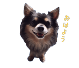 Chubby, the chihuahua & Friends sticker #14138241