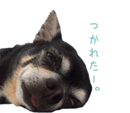 Chubby, the chihuahua & Friends sticker #14138242
