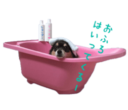 Chubby, the chihuahua & Friends sticker #14138245