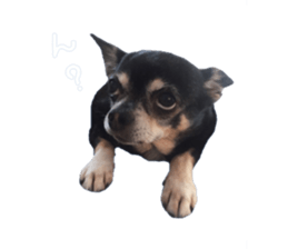 Chubby, the chihuahua & Friends sticker #14138246