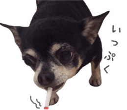 Chubby, the chihuahua & Friends sticker #14138248