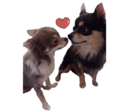 Chubby, the chihuahua & Friends sticker #14138249