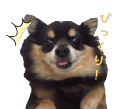 Chubby, the chihuahua & Friends sticker #14138250