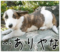 MIEDOG Welsh Corgi Cardigan sticker 2 sticker #14138790