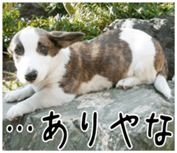 MIEDOG Welsh Corgi Cardigan sticker 2 sticker #14138790