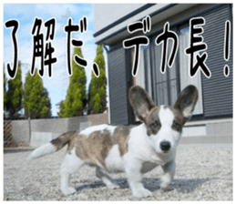 MIEDOG Welsh Corgi Cardigan sticker 2 sticker #14138791