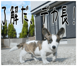 MIEDOG Welsh Corgi Cardigan sticker 2 sticker #14138791