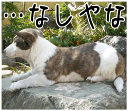 MIEDOG Welsh Corgi Cardigan sticker 2 sticker #14138793