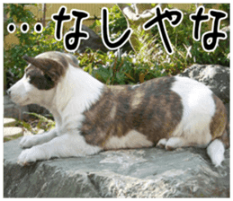 MIEDOG Welsh Corgi Cardigan sticker 2 sticker #14138793