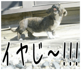 MIEDOG Welsh Corgi Cardigan sticker 2 sticker #14138794