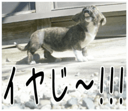 MIEDOG Welsh Corgi Cardigan sticker 2 sticker #14138794