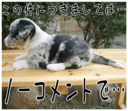MIEDOG Welsh Corgi Cardigan sticker 2 sticker #14138795