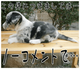 MIEDOG Welsh Corgi Cardigan sticker 2 sticker #14138795