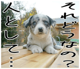 MIEDOG Welsh Corgi Cardigan sticker 2 sticker #14138796