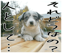 MIEDOG Welsh Corgi Cardigan sticker 2 sticker #14138796