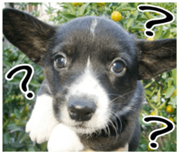 MIEDOG Welsh Corgi Cardigan sticker 2 sticker #14138797