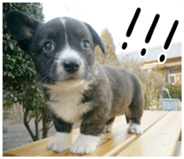 MIEDOG Welsh Corgi Cardigan sticker 2 sticker #14138798
