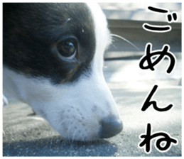 MIEDOG Welsh Corgi Cardigan sticker 2 sticker #14138801