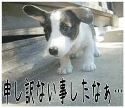 MIEDOG Welsh Corgi Cardigan sticker 2 sticker #14138802