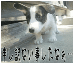 MIEDOG Welsh Corgi Cardigan sticker 2 sticker #14138802