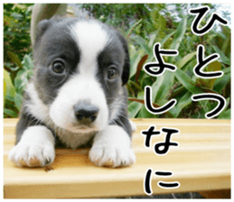 MIEDOG Welsh Corgi Cardigan sticker 2 sticker #14138803