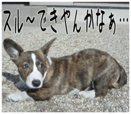 MIEDOG Welsh Corgi Cardigan sticker 2 sticker #14138804