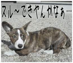 MIEDOG Welsh Corgi Cardigan sticker 2 sticker #14138804
