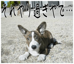 MIEDOG Welsh Corgi Cardigan sticker 2 sticker #14138805